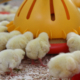 Mangiatoie per polli automatiche antispreco - Eos