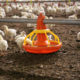 Mangiatoie per polli automatiche antispreco - Gamma