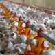Mangiatoie per polli, galline automatiche antispreco - Lyra -3