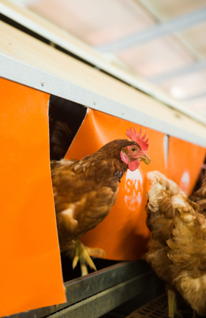 Poultry nesting systems SKA Poultry Equipment