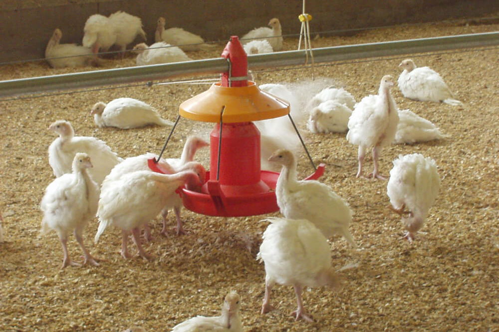 Automatic chicken feeders - chicken feeding systems - automatic feeding systems for broiler chicken - broilers feeding systems-11