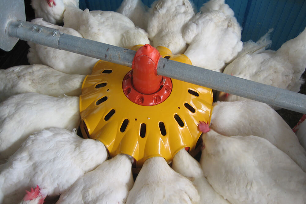 Automatic chicken feeders - chicken feeding systems - automatic feeding systems for broiler chicken - broilers feeding systems-12