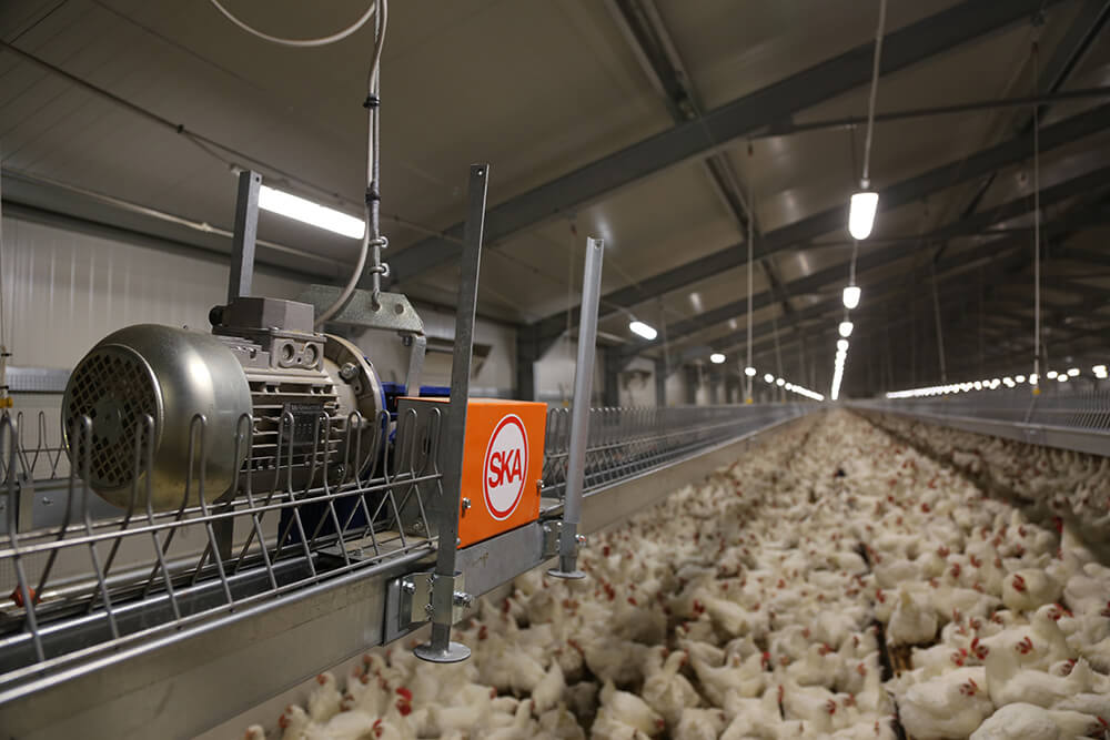 Automatic chicken feeders - chicken feeding systems - automatic feeding systems for broiler chicken - broilers feeding systems-13