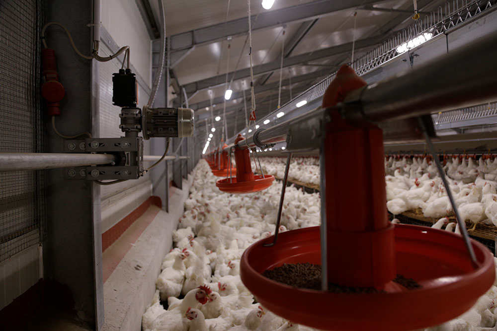 Automatic chicken feeders - chicken feeding systems - automatic feeding systems for broiler chicken - broilers feeding systems-14