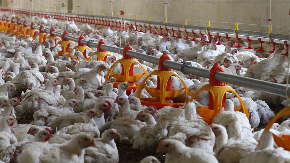 Automatic chicken feeders - chicken feeding systems - automatic feeding systems for broiler chicken - broilers feeding systems-3