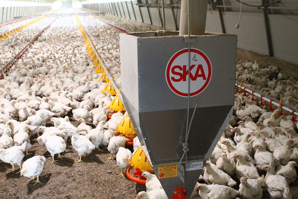 Automatic chicken feeders - chicken feeding systems - automatic feeding systems for broiler chicken - broilers feeding systems-5