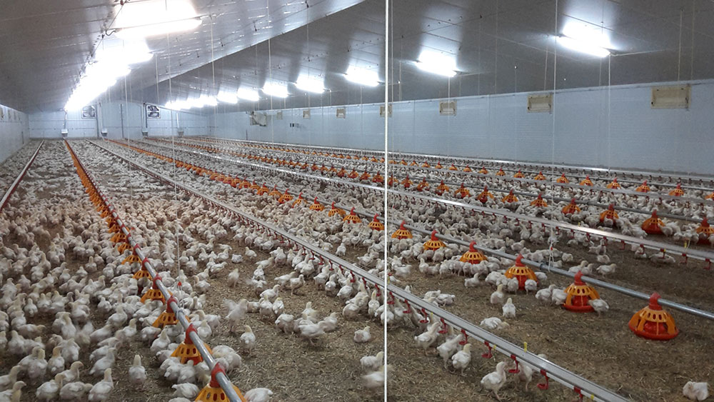 Automatic chicken feeders - chicken feeding systems - automatic feeding systems for broiler chicken - broilers feeding systems-7