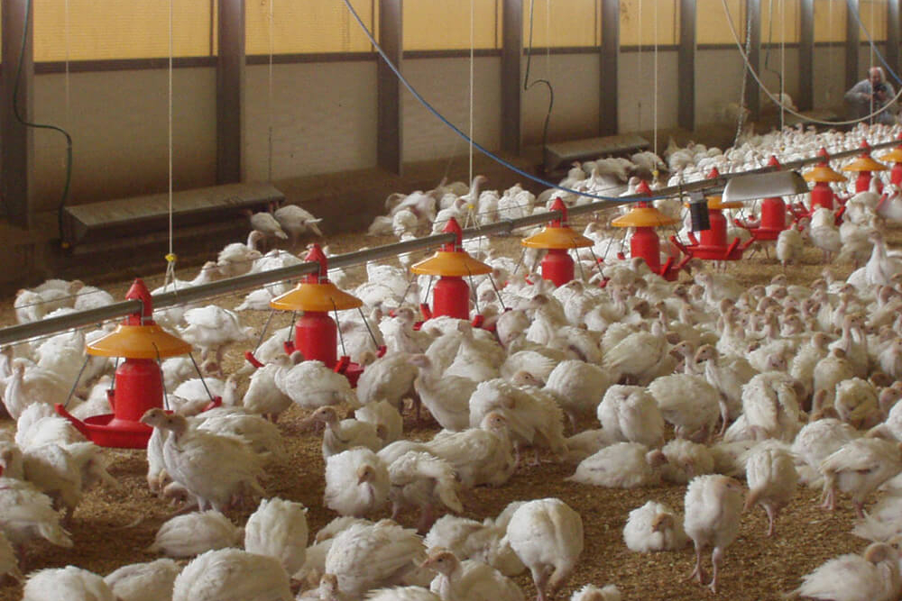 Automatic chicken feeders - chicken feeding systems - automatic feeding systems for broiler chicken - broilers feeding systems-9
