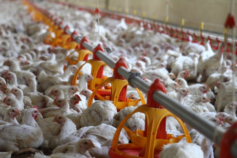 Poultry equipment manufacturer - Modern free range poultry systems -1