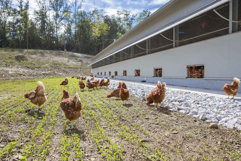 Poultry equipment manufacturer - Modern free range poultry systems -11