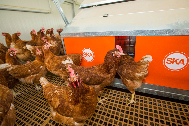 Poultry equipment manufacturer - Modern free range poultry systems -15