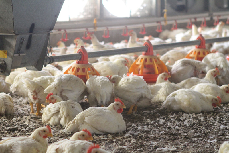 Poultry equipment manufacturer - Modern free range poultry systems -17