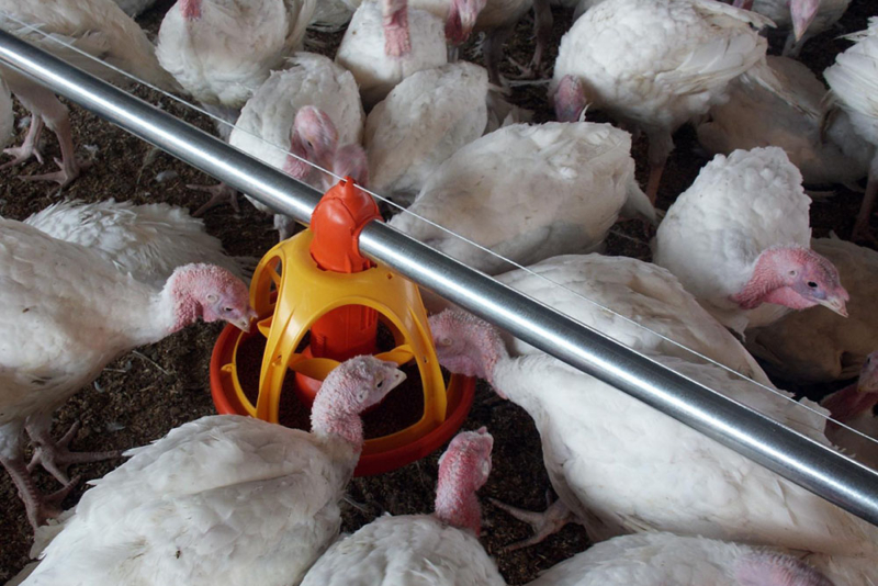 Poultry equipment manufacturer - Modern free range poultry systems -19