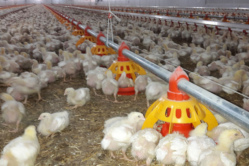Poultry equipment manufacturer - Modern free range poultry systems -2