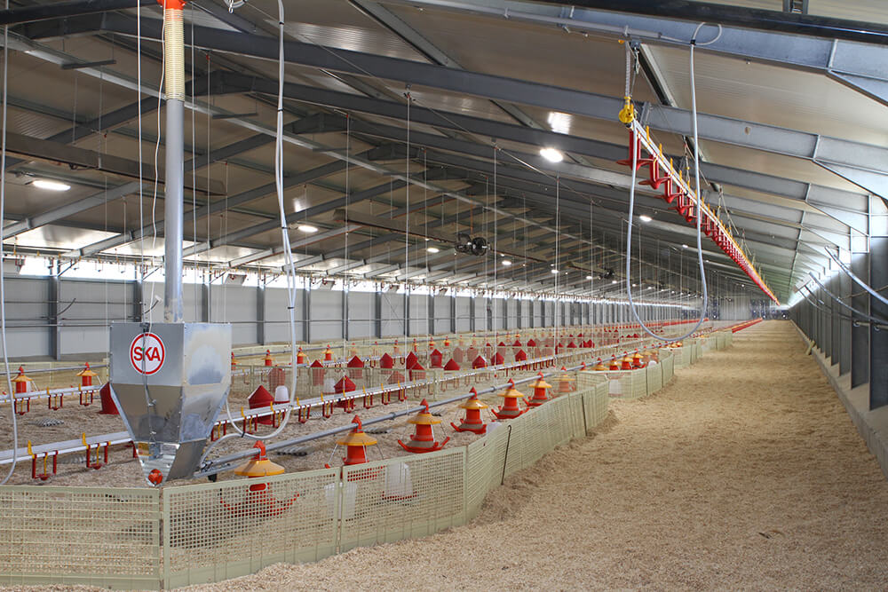 Poultry farm feeding equipment - Commercial poultry feeders - Automatic poultry feeding systems -12