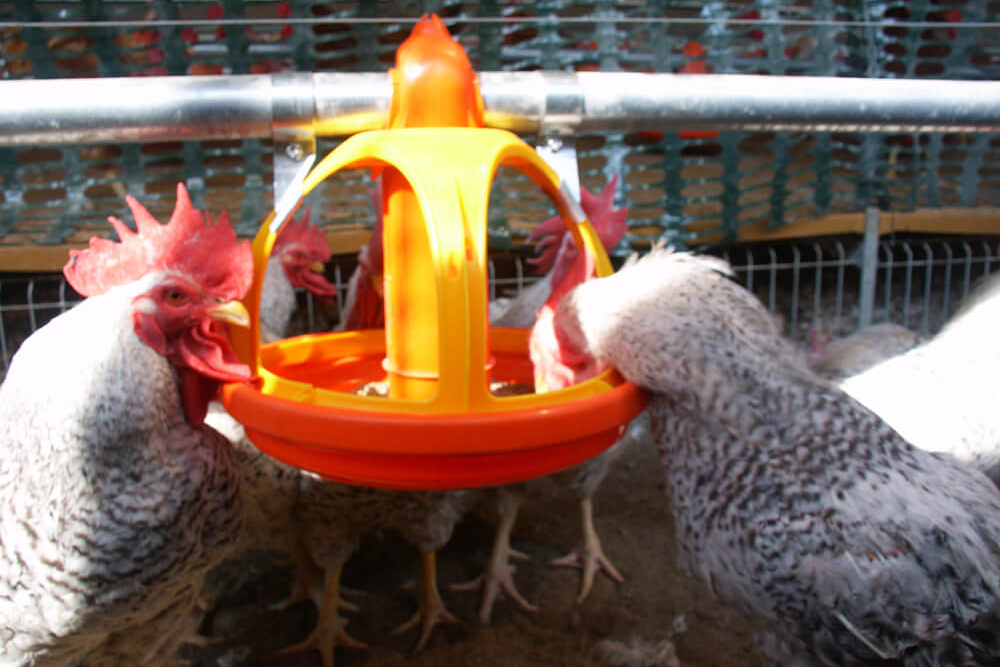 Poultry farm feeding equipment - Commercial poultry feeders - Automatic poultry feeding systems -19