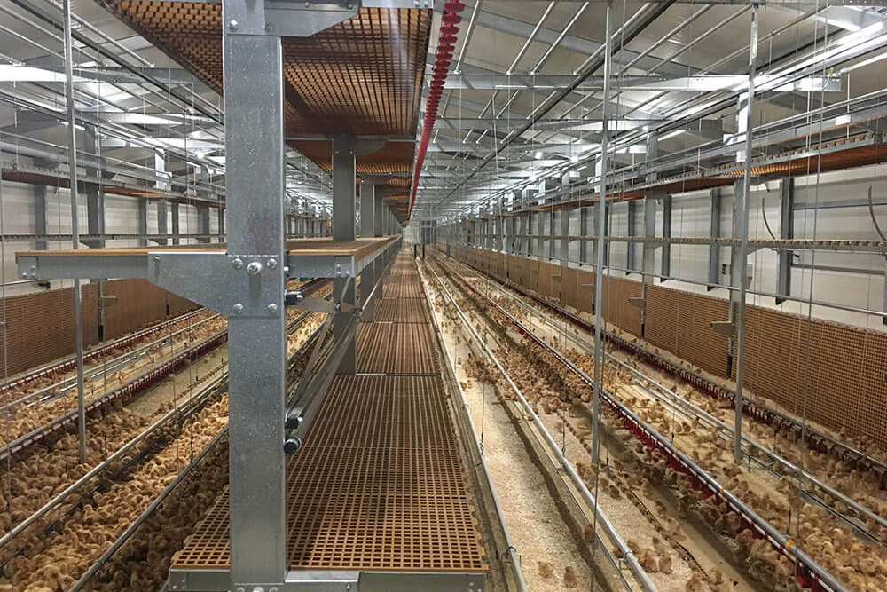 poultry aviaries - aviaries for laying hens - aviary system free range - aviary poultry systems-3