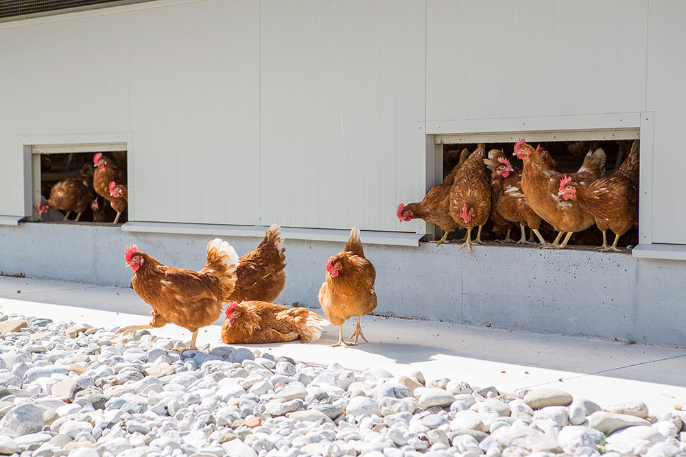 Capannoni avicoli - Costruttori capannoni per allevamenti avicoli biologici - Realizzazione e vendita - avicoltura professionale -1