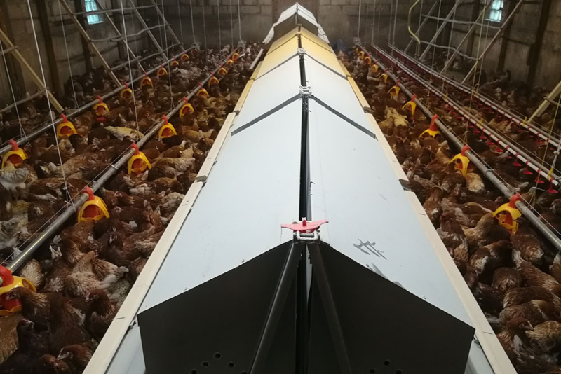 Capannoni avicoli - Costruttori capannoni per allevamenti avicoli biologici - Realizzazione e vendita - avicoltura professionale -10