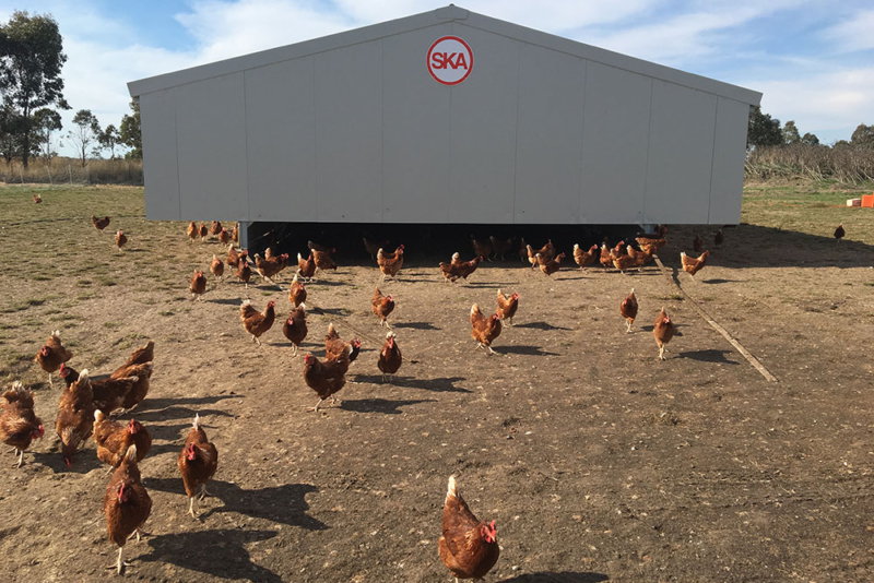 Capannoni avicoli - Costruttori capannoni per allevamenti avicoli biologici - Realizzazione e vendita - avicoltura professionale -11