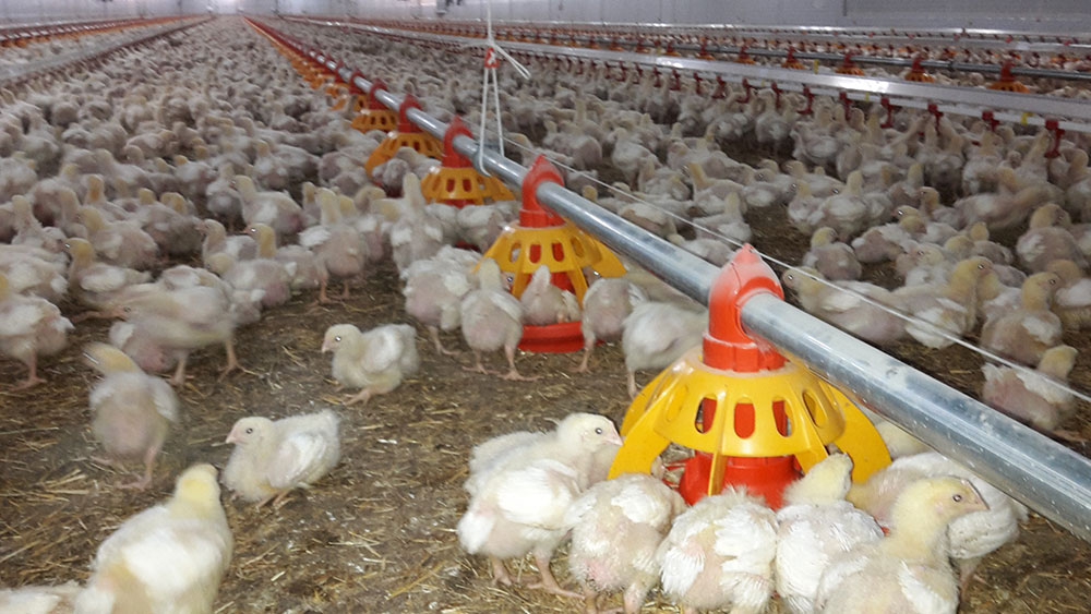Mangiatoie per galline - Mangiatoie automatiche per galline ovaiole -6