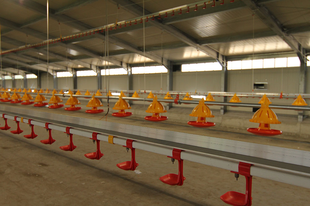 abbeveratoio per galline automatico - abbeveratoi per galline ovaiole - beverini per galline produzione e vendita - 6