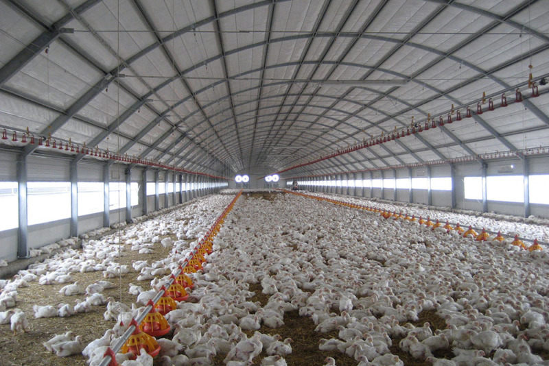 capannone per ovaiole biologiche - capannoni per allevamento galline ovaiole realizzazione e vendita -5